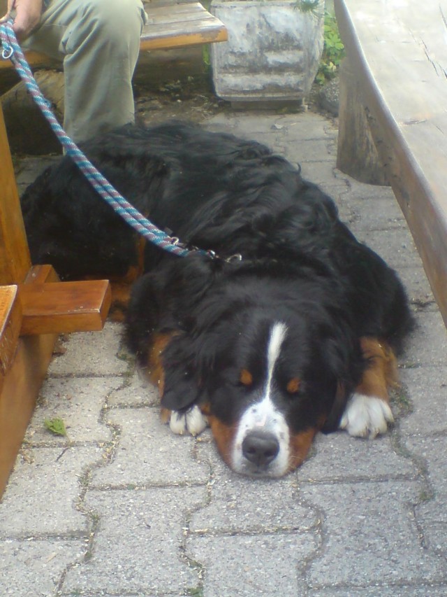 Slika
