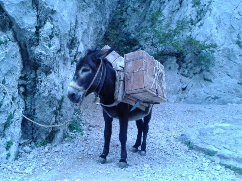 Slika